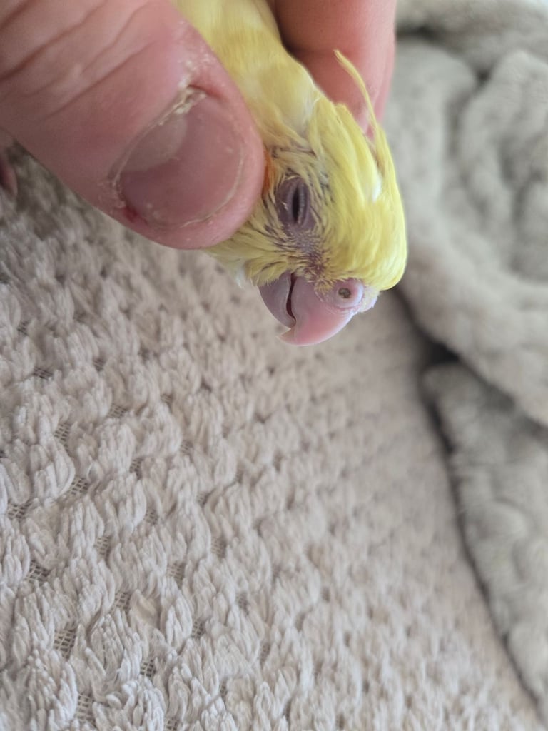Lutino Cockatiel – Ultra Tame, Hand-Fed, No DNA test, Collection Only