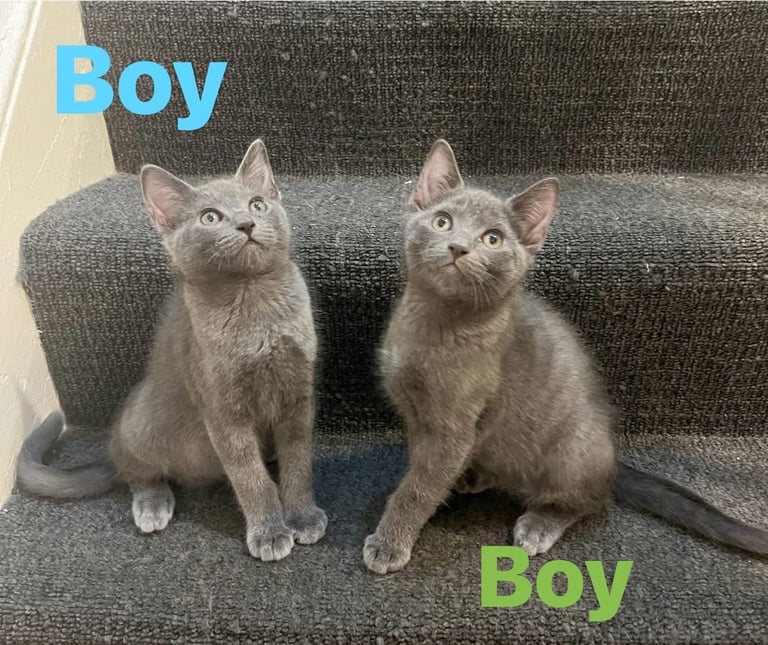  Adorable kittens Ragdoll mixt