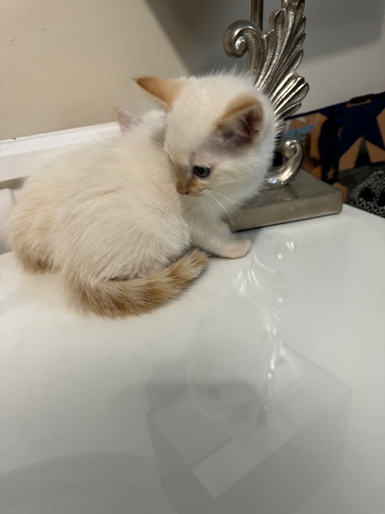 Flame point shorthair kittens 