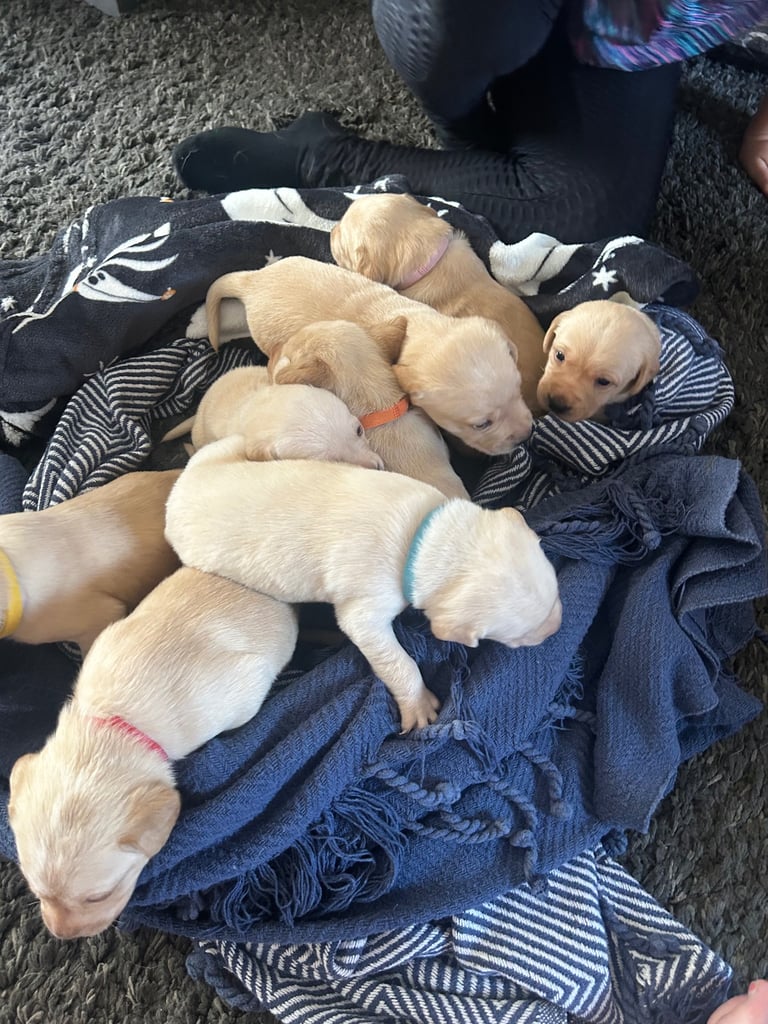 Perfect Labrador Puppies
