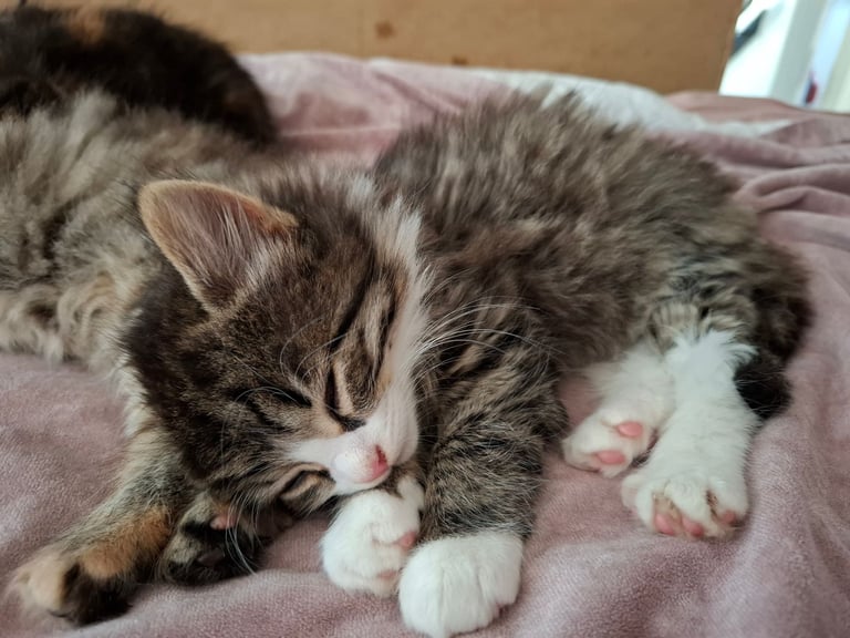 4 very fluffy kittens 8 weeks and Salem 4 months