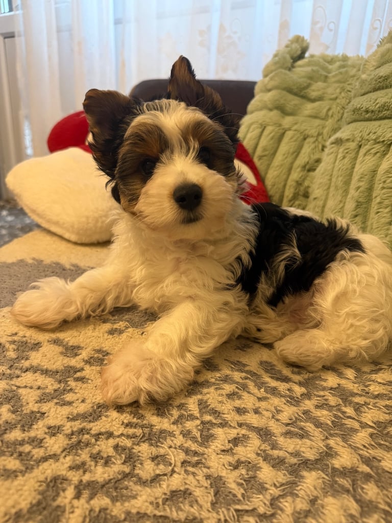 🐾Last Male Puppy Availavle- Meet Max!🐾