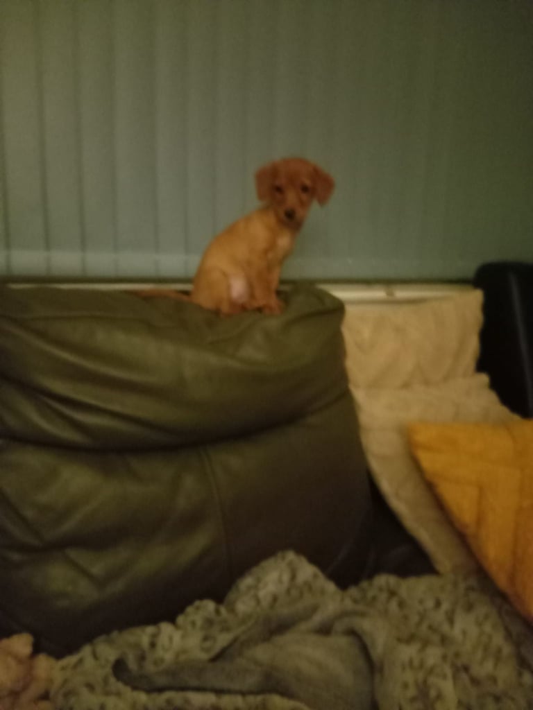 Jack Russell Maltipoo 3 months old