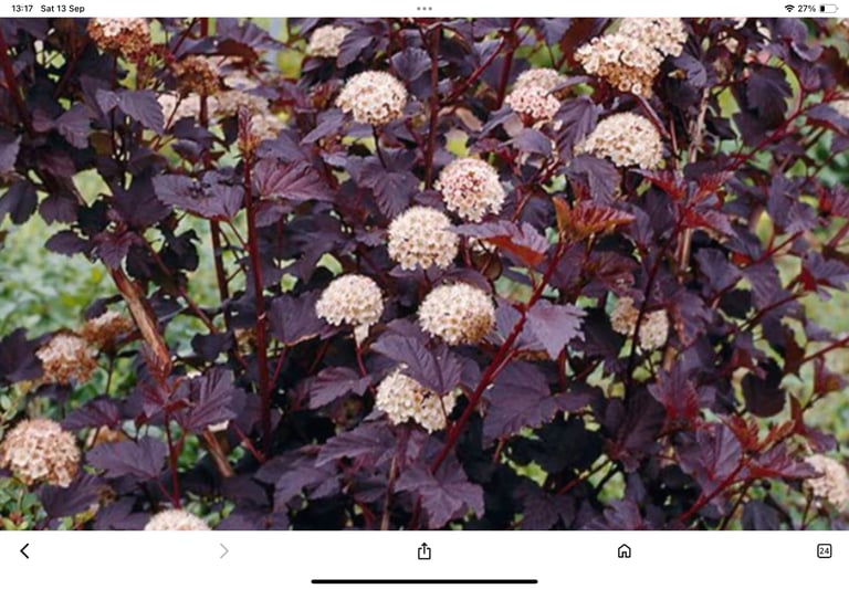 image for Shrub