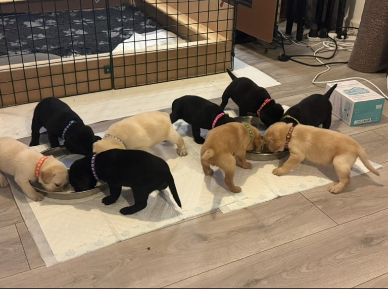 Beautiful Labrador puppies for sale. 