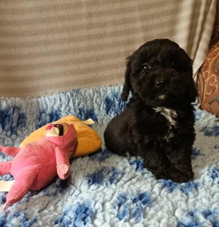 READY NOW. F1B TOY SPOODLE BOYS