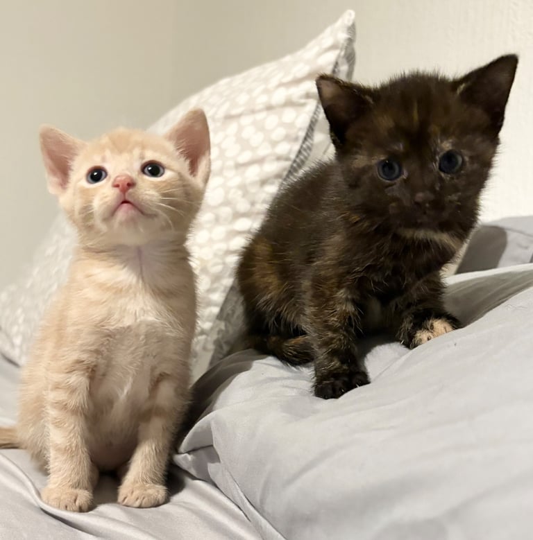 KITTENS ready to go now 