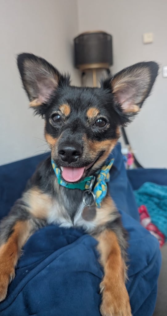 Miniature pinscher male