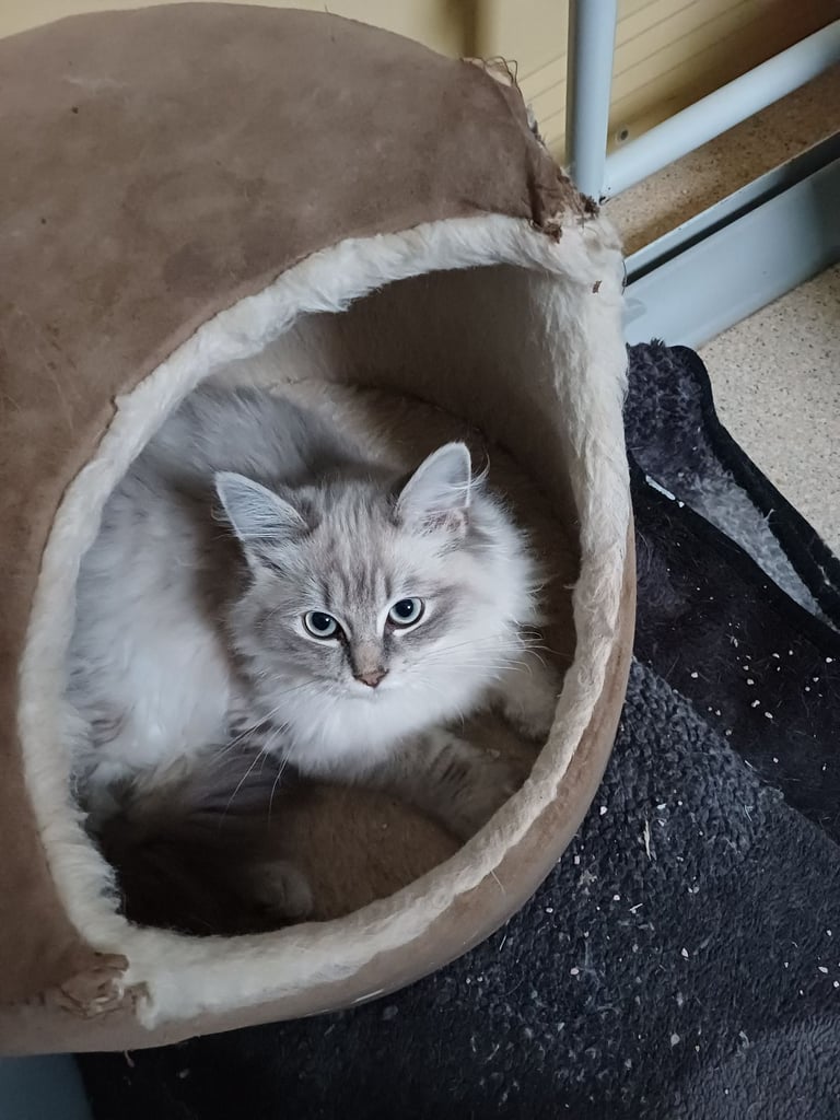 Rehoming 2 x 5 month old Ragdoll/MaineCoon