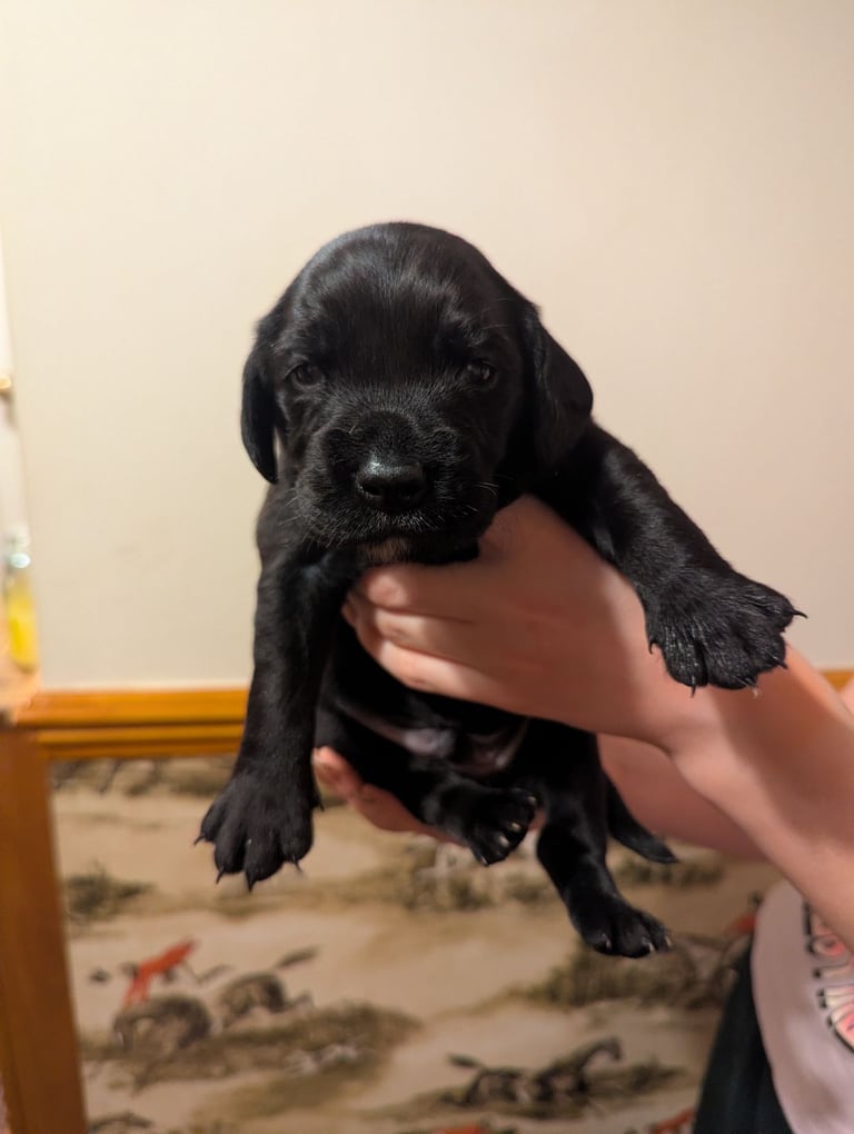 Cockador puppies for sale