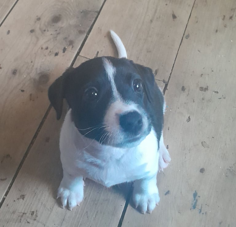 🐶😍 1 Stunning male jack russells 😍🐶