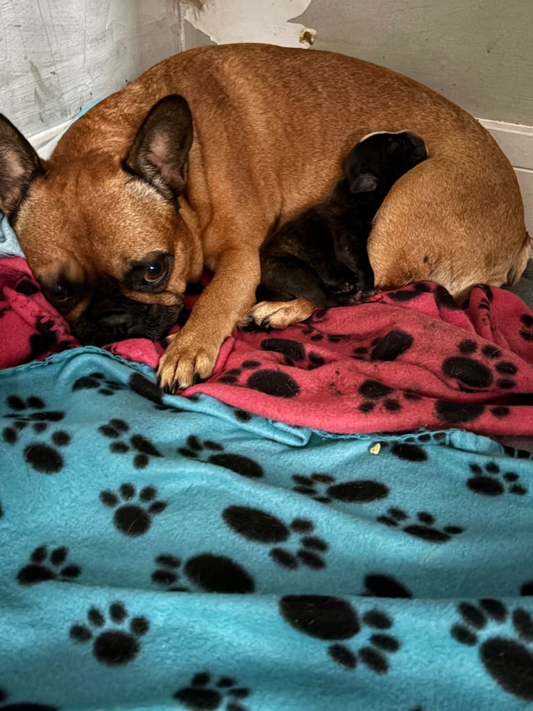 Frenchie x staffy boy Ready to go! 