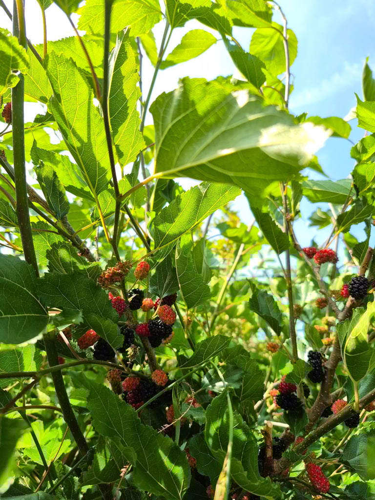Mulberry tree, mulberries plant, shrubs