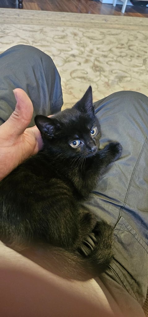 1 x black female kitten 9 weeks 