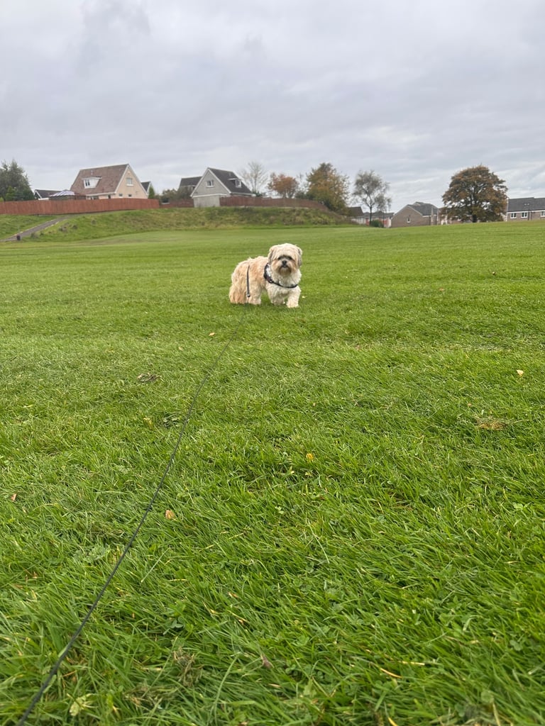 Lhasa Apso girl