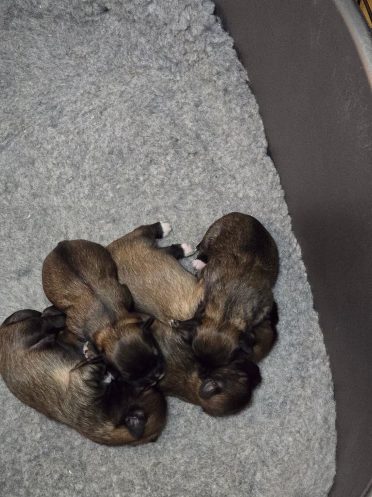 Lhasa apso pups 