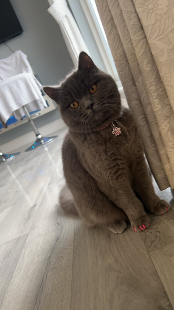 Female British shorthair 