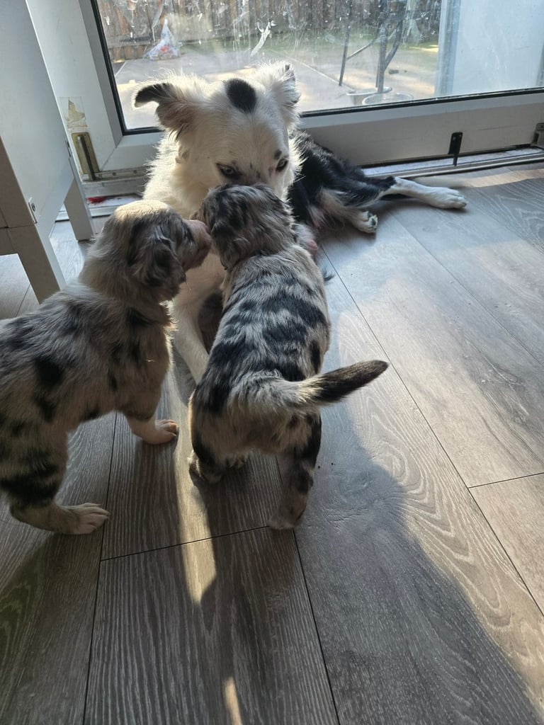 image for Border collie puppies 