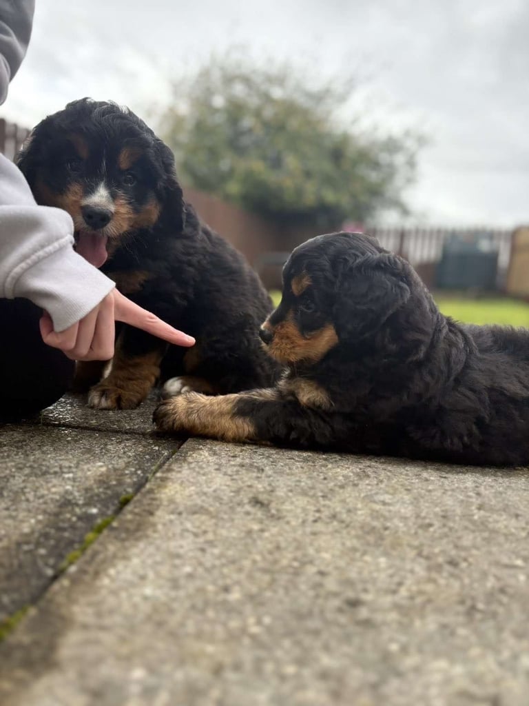 Bernedoodle pups