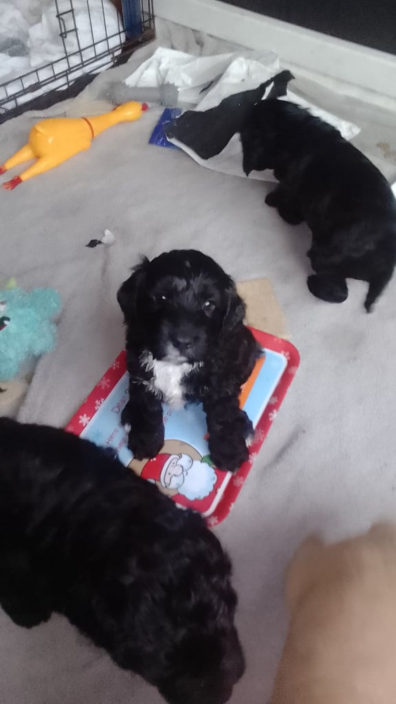Cockapoo for sale.black and all so cream puppies 