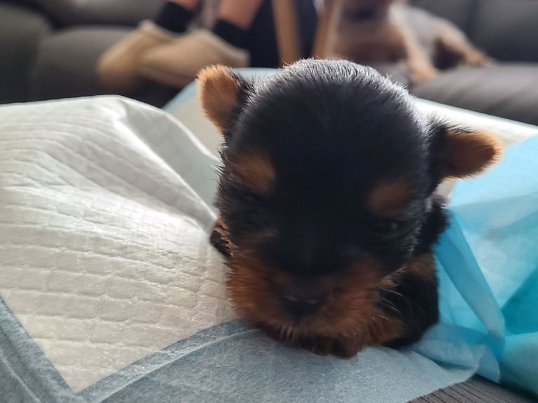 Puppy Yorker Terrier