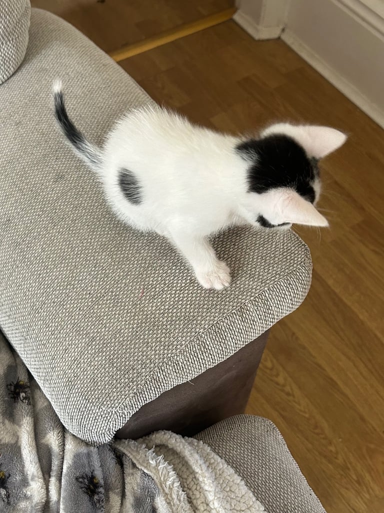 Kittens looking for a forever home