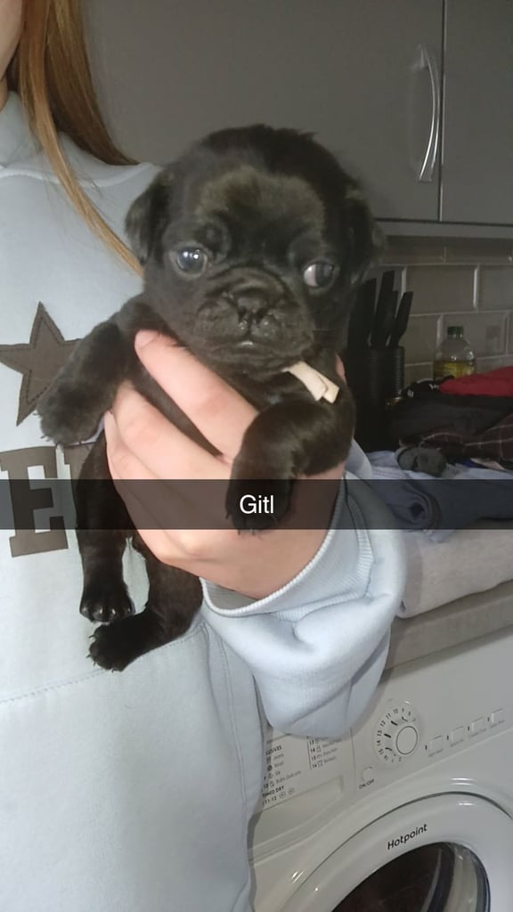 Pug puppies 