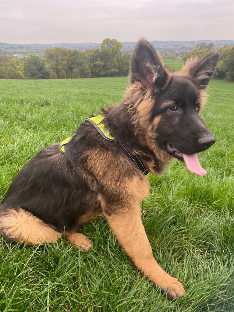 German shepherd 6 months old 