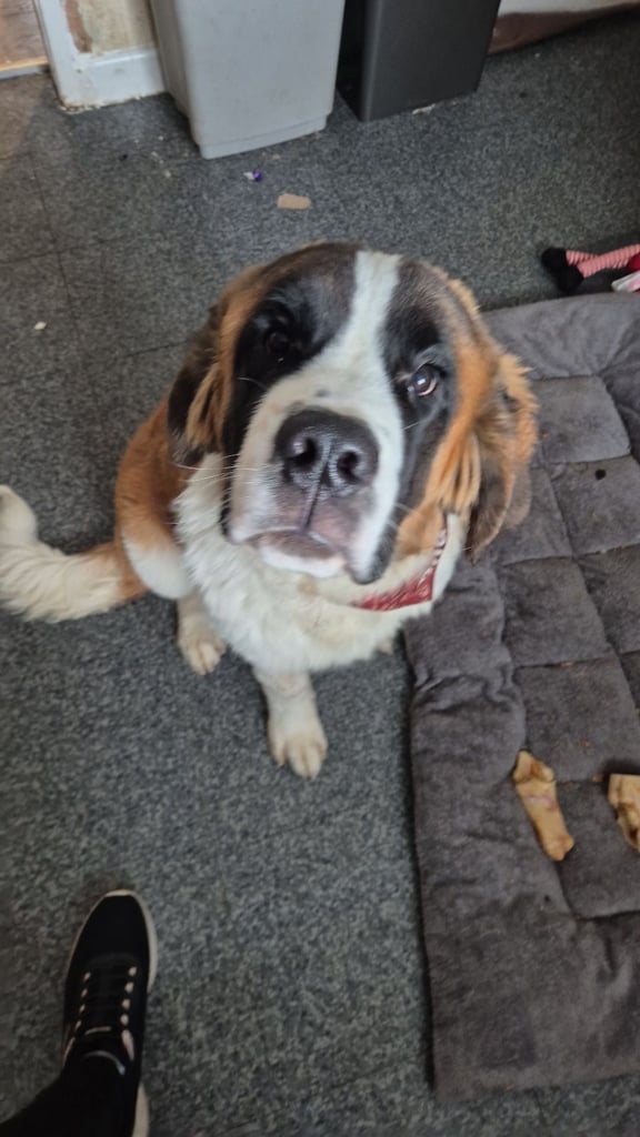 Male st bernard pup
