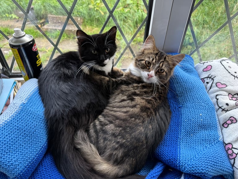 Two 6 month old kittens