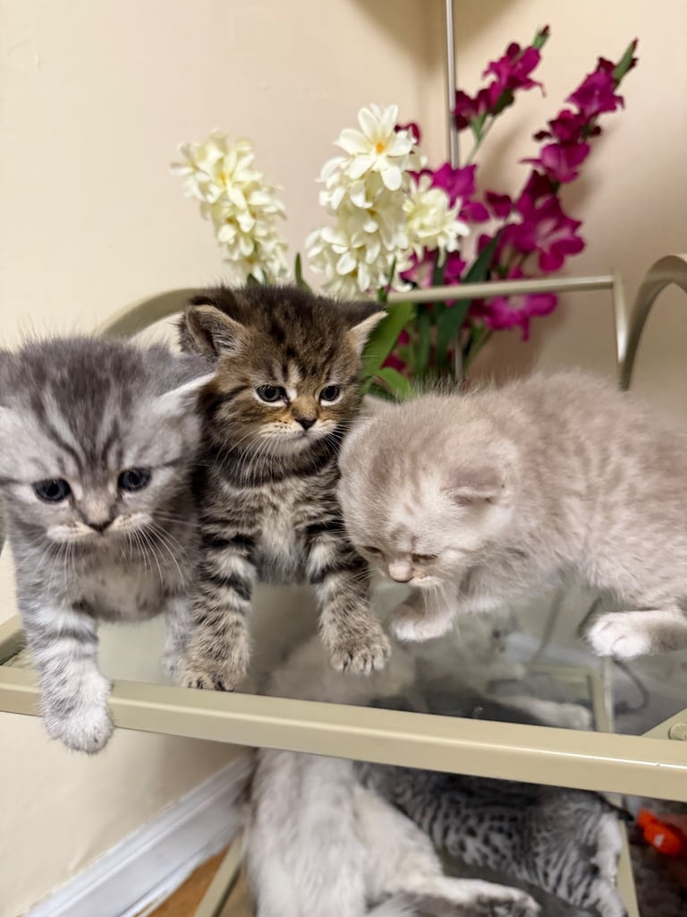 Beautiful Persian kittens. Last 3 to be Rehomed 