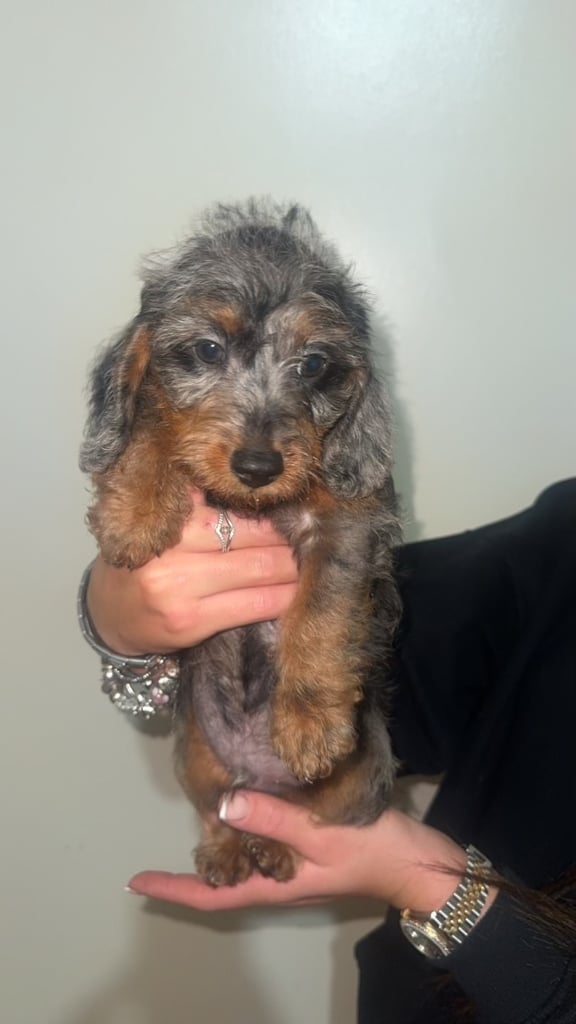 LAST TWO DAPPLE DACHSHUND BOY PUPPIES 