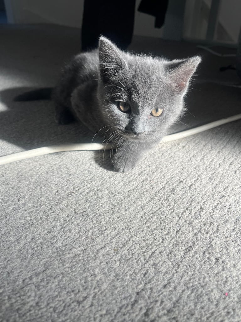 image for 2 female Russian blues cross 