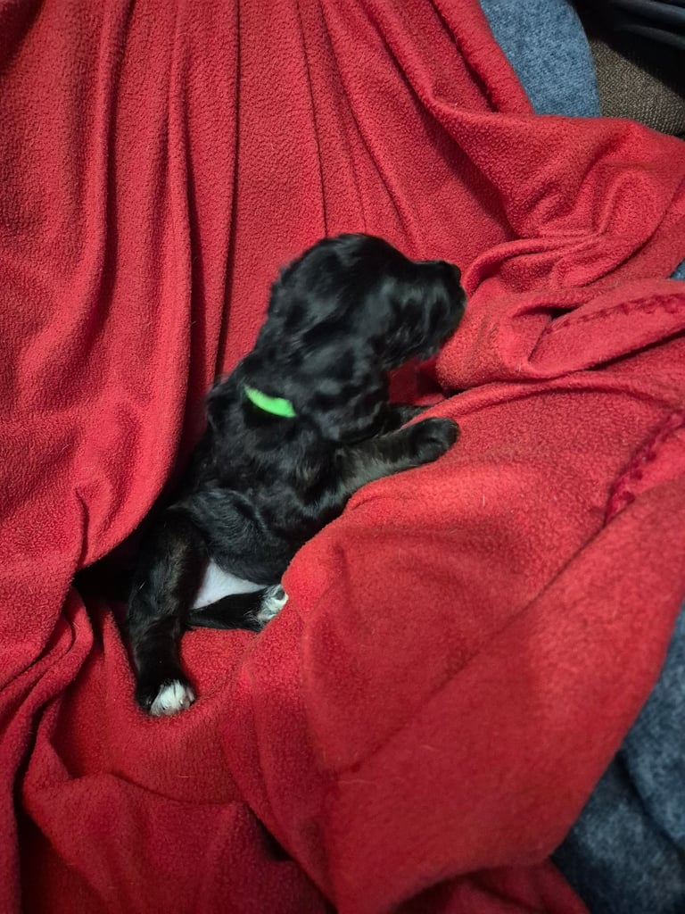 Poodle cross puppies for sale