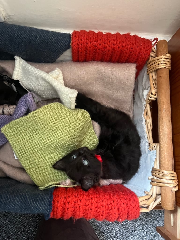 Ragdoll Kitten For Sale