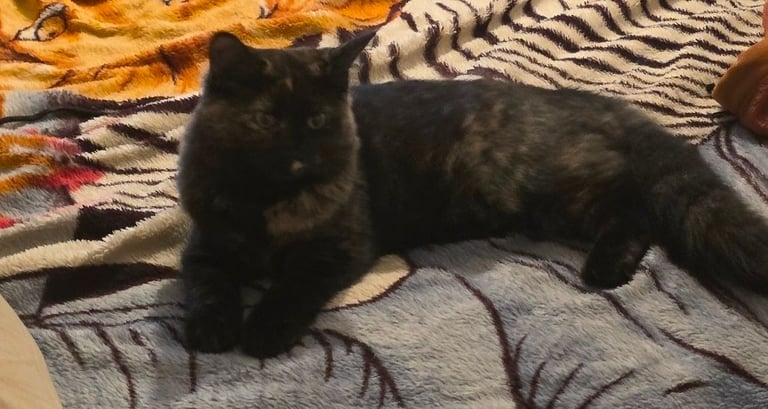 My 8months  old kittens 