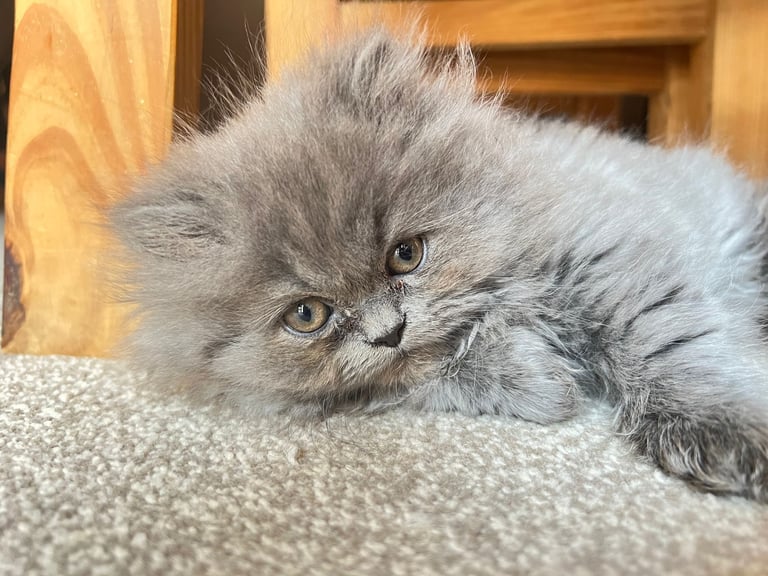 Persian kitten 