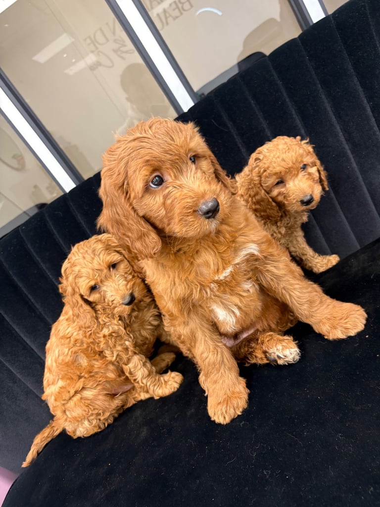 image for Cockapoo