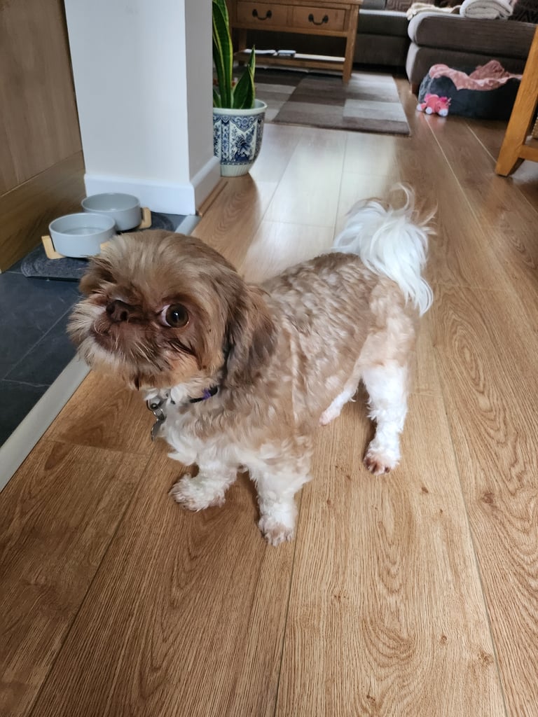 Shihtzu for sale