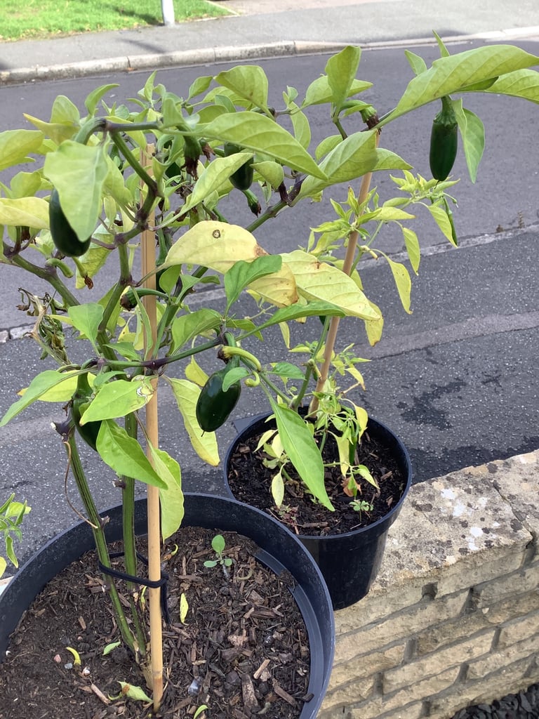 Chilli plants x3. £2 each