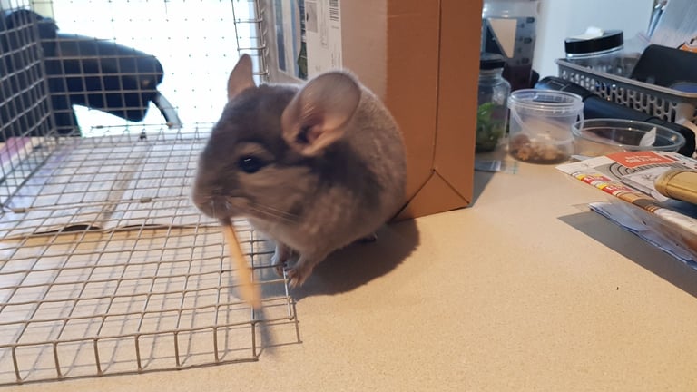 Chinchilla for sale 