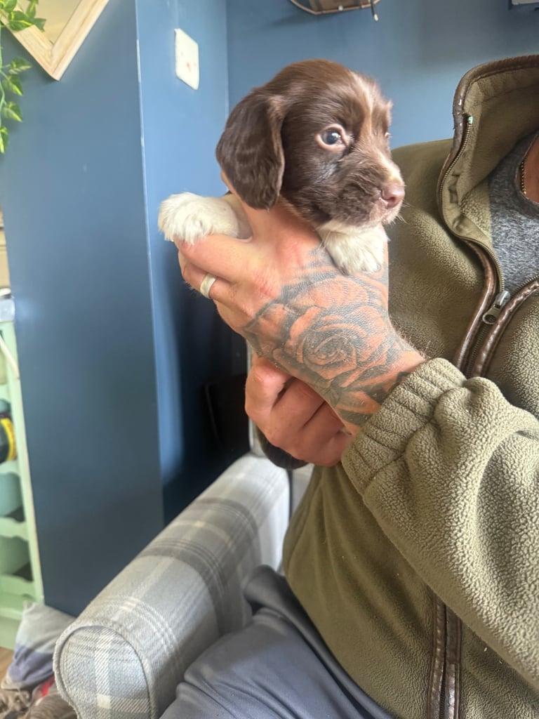 English springer spaniel puppies 