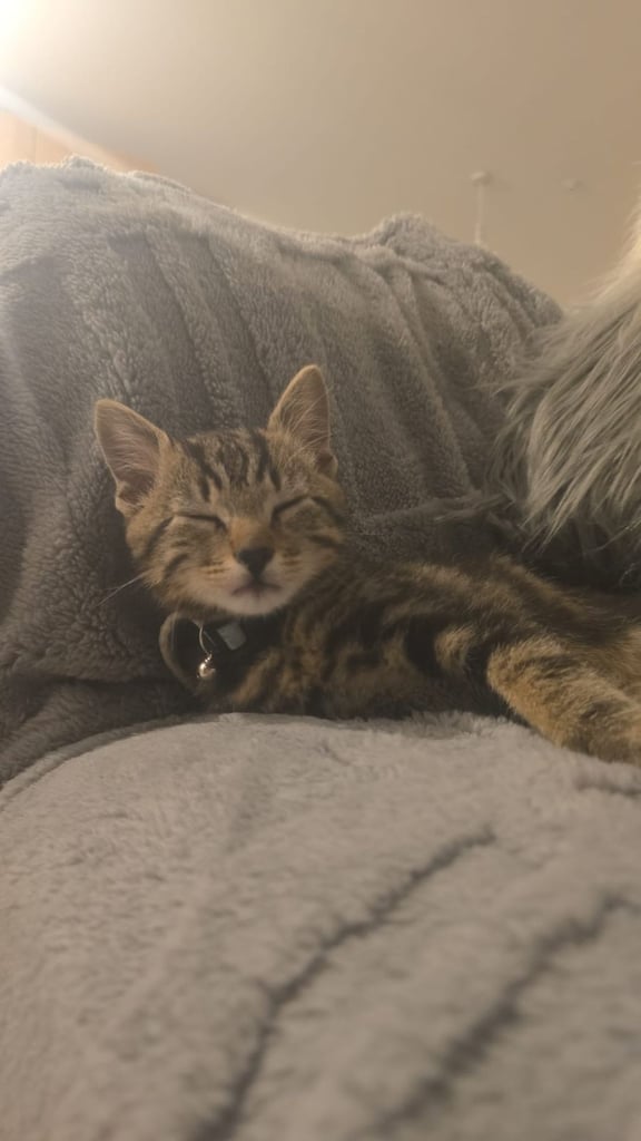 image for  kitten for sale 