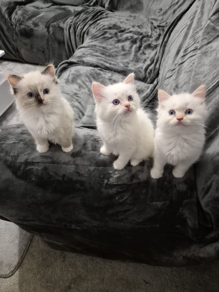 Pure ragdolls 2 flame points and rare mink tortie