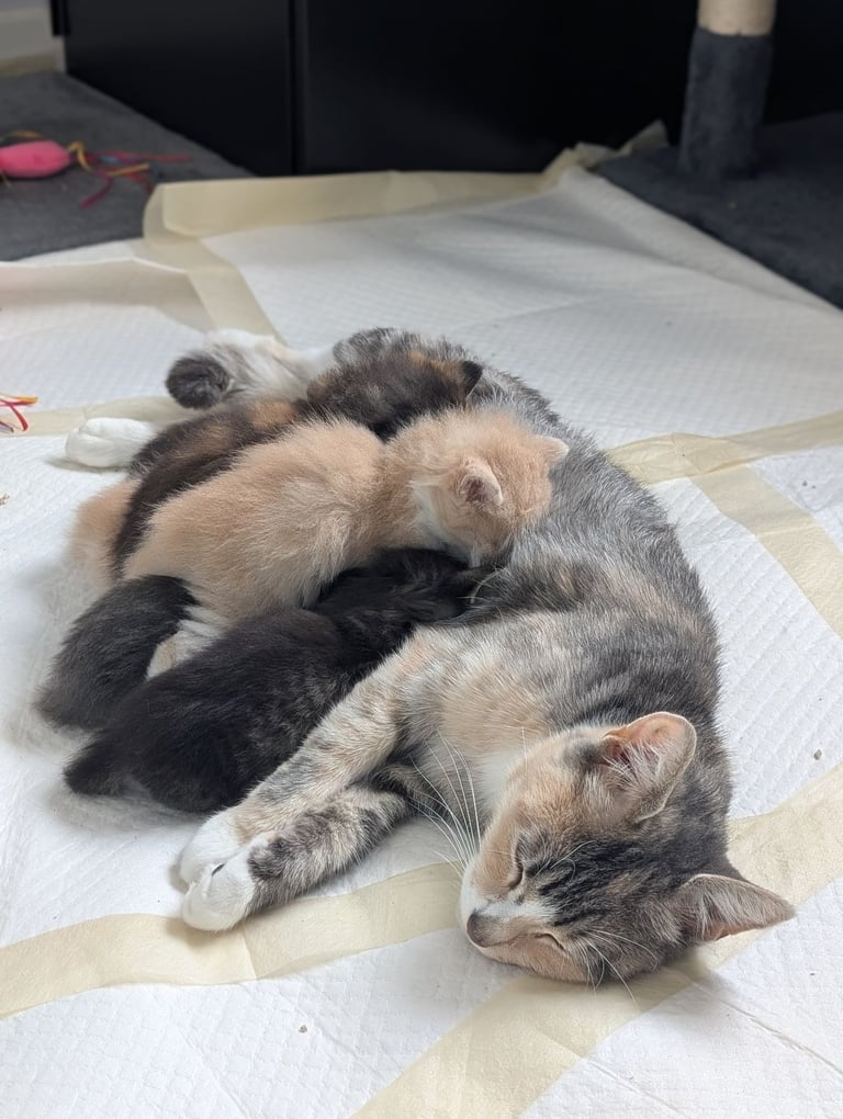 6 Beautiful Kittens - ONE AVAILABLE 