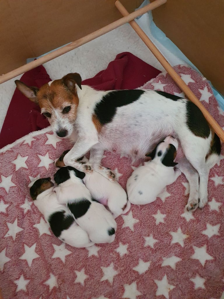 Jack Russell Puppies 