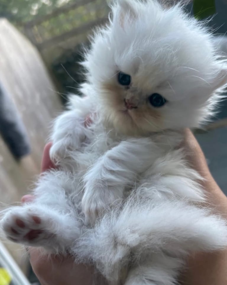Persian chinchilla kittens 