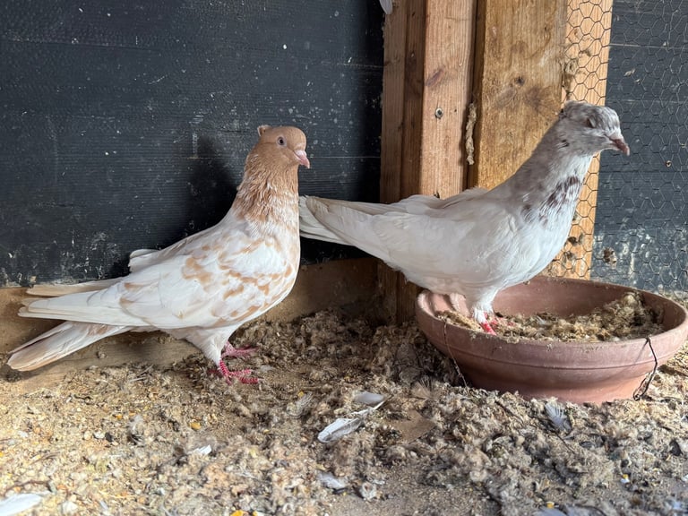 Iranian Pigeons For Sale