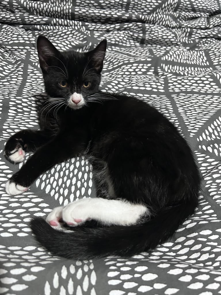 Last 2 beautiful kittens looking for new home urgently 