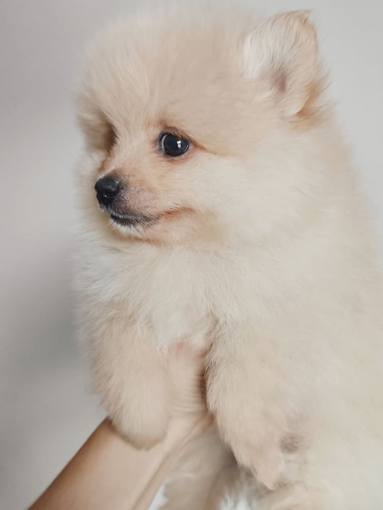 Pomeranian Dogs Puppies for Sale Gumtree
